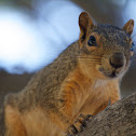 Tree Squirrel