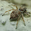Jumping spider