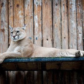 Princess by Alex D.  Veriga - Animals Lions, Tigers & Big Cats