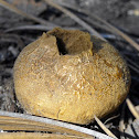 Common Earthball