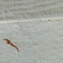 Mayfly
