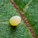 Monarch Butterfly Egg