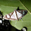 Crambid Moth