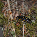 Yellow-spotted millipede