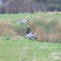 Barnacle Goose