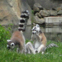 Ring-tailed Lemur