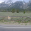 Elk