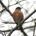 American Robin