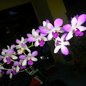 Dendrobium