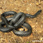 Eastern Black Kingsnake