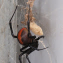 Redback spider