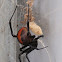 Redback spider