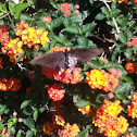 Tiger Swallowtail