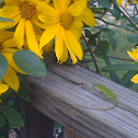 Carolina Anole
