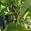Bald Faced Hornet
