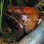 Smokey Jungle Frog