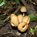 Mica cap