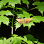 Question Mark Butterfly