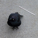 Brewer's Blackbird