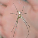 Venusta Orchard Spider