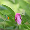 Alberta Wild Rose