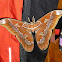 Atlas Moth (Cano Negro, Costa Rica)