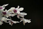 bbc_DSC01186-rev.jpg bbc_DSC01186-rev.jpg