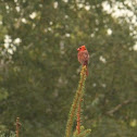 Northern Cardinal