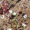 Minuartia