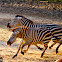 Plains Zebra
