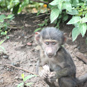 Baboon baby