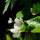 Common wood sorrel, szczawik zajęczy