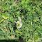 Common Checkered-Skipper