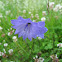 Harebell