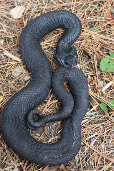 Eastern Hognose Snake (black phase) | Project Noah