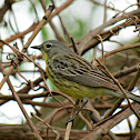 Kirtland's Warbler