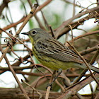 Kirtland's Warbler