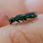 Cuckoo Wasp