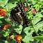 Palamedes Swallowtail 