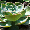 Hen and Chicks