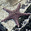 Star Fish
