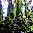 Antarctic beech trees