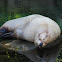 California Sea Lion