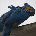 Blue-and-Gold Macaw
