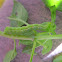 Tomato Looper