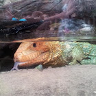 Northern caiman lizard