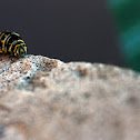 Eastern Black Swallowtail Caterpillar