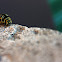 Eastern Black Swallowtail Caterpillar