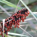 Swordgrass or Red-fruit Saw-Sedge