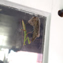 Praying Mantis